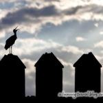 Photograph of the week: Stork at sunset