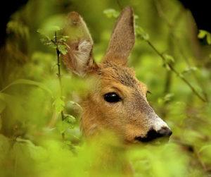 Photograph of the week: Young deer in the wilds of Tuscany