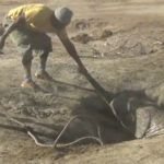 Dramatic footage showing a baby elephant rescued from a well