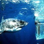 Diving with sharks in the Atlantic