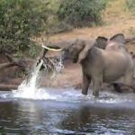 Elephant gets more than it bargained for in Botswana