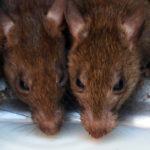 Karni Mata – the temple devoted to rats