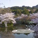 Japan’s cherry blossoms captured on Google Street View