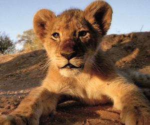 Luxury family escapes: 5 of the world’s most unique experiences