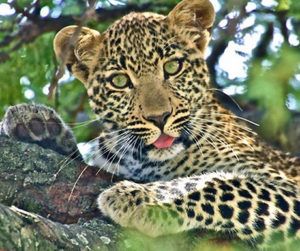 Photograph of the week: Leopard in the Maasai Mara