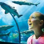 Family thrills aplenty in Florida