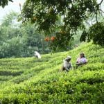 6 unforgettable luxury Sri Lanka experiences