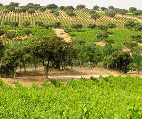 Luxury wine vineyard