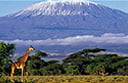 Kilimanjaro