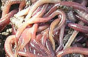 Worm farm