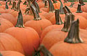 Pumpkin Fest at Fearrington, North Carolina