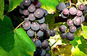 Luxury wine tours in Minnesota