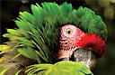 Trips from The Nature Conservancy and A&K