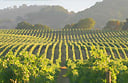 Sonoma vineyard