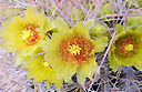 Wildflower package from La Casa del Zorro Desert Resort & Day Spa