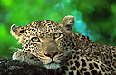 See the world-famous Sabi Sand leopards
