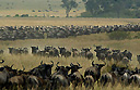 Wildebeest calving season in the Serengeti