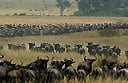 Serengeti