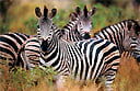 Nkomazi Game Reserve, Mpumalanga, South Africa