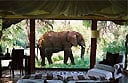 Choosing the right luxury safari
