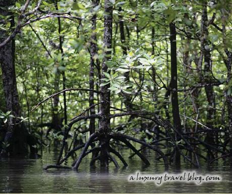 A mangrove swamp on Langkawi
