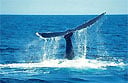 Have a whale of a time on a Cape Town whale watching tour