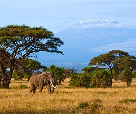 Amboseli National Park