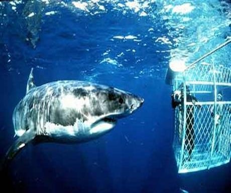 Cage diving with sharks