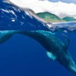 Encounters with whales in Maui