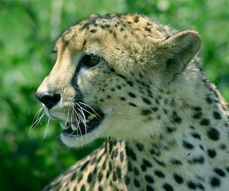 Cheetah