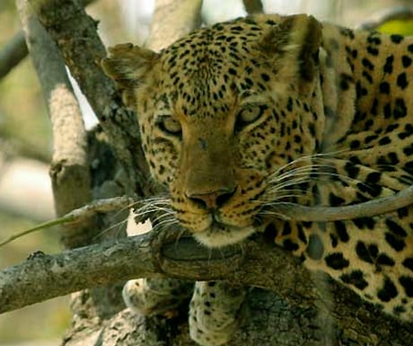 Leopard