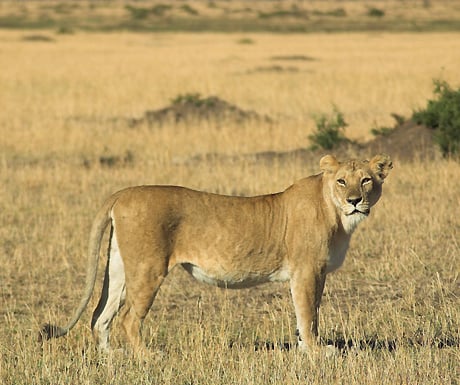 Lion