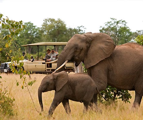 Elephants in Zambia