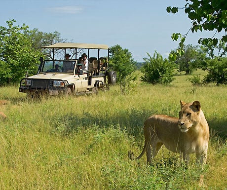 Lion in Zambia