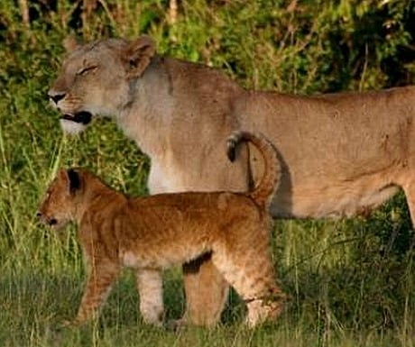 Lioness and cub