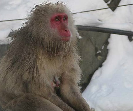 Snow monkey