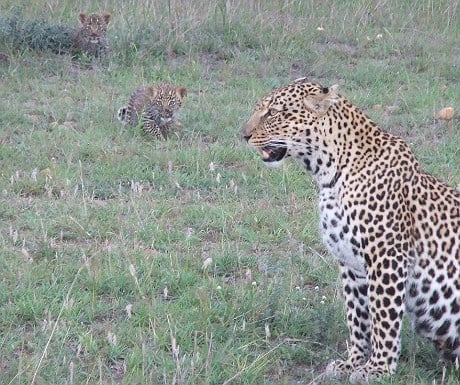 Babies on safari