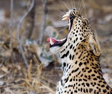 Leopard at Tena Tena