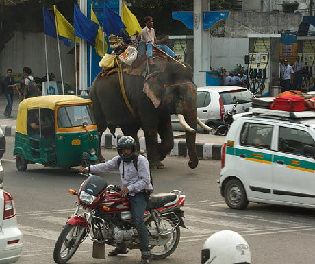 Elephant in New Delhi