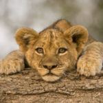 Why safaris are great for singles 