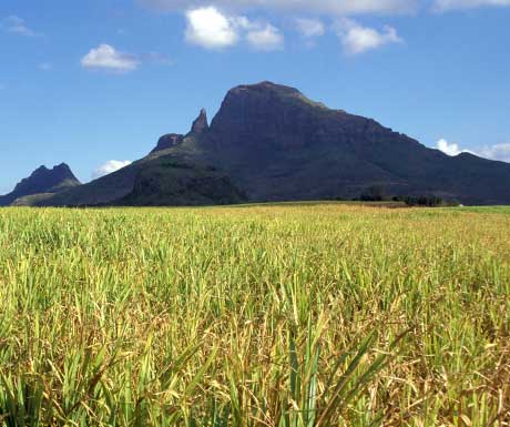 Sugarcane fields