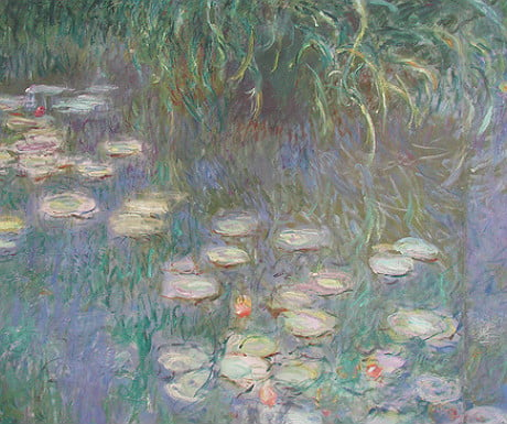 Water lilies