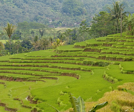 Paddy fields