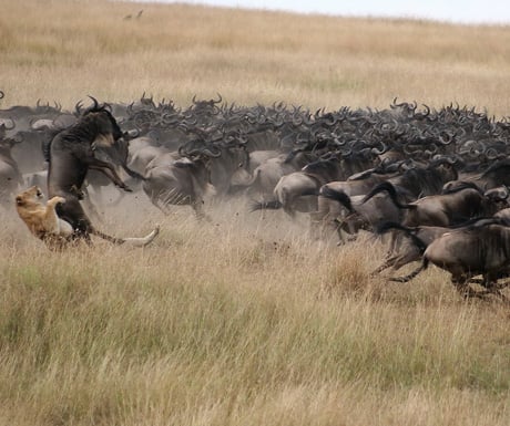 Mara plains