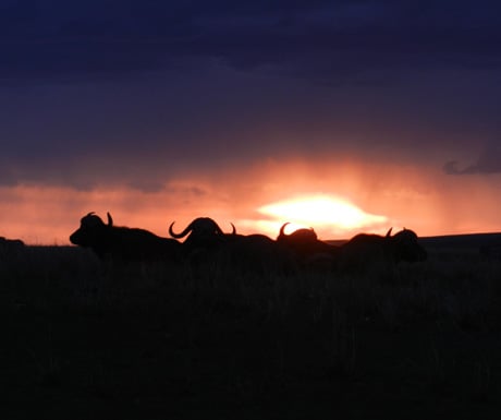 Masai Mara