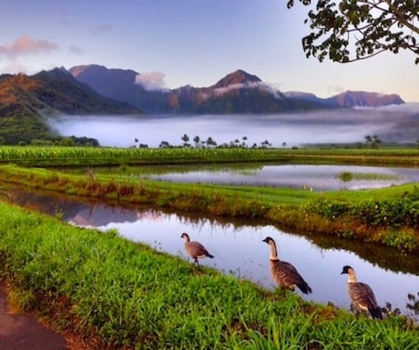 Nene geese in Hawaii