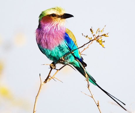 Robin Pope Safaris, Zambia