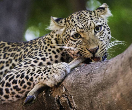 Leopards - Robin Pope Safaris