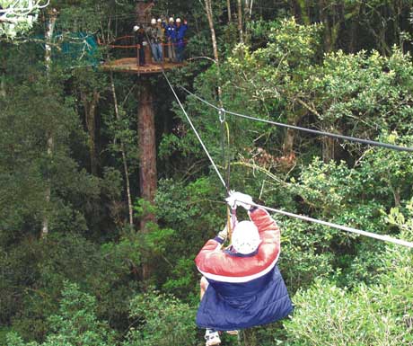 Treetop tour