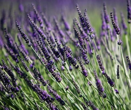 Kaikoura Lavender Farm